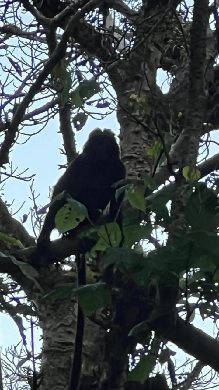 Banana Bungalows Tetebatu Eksteriør bilde