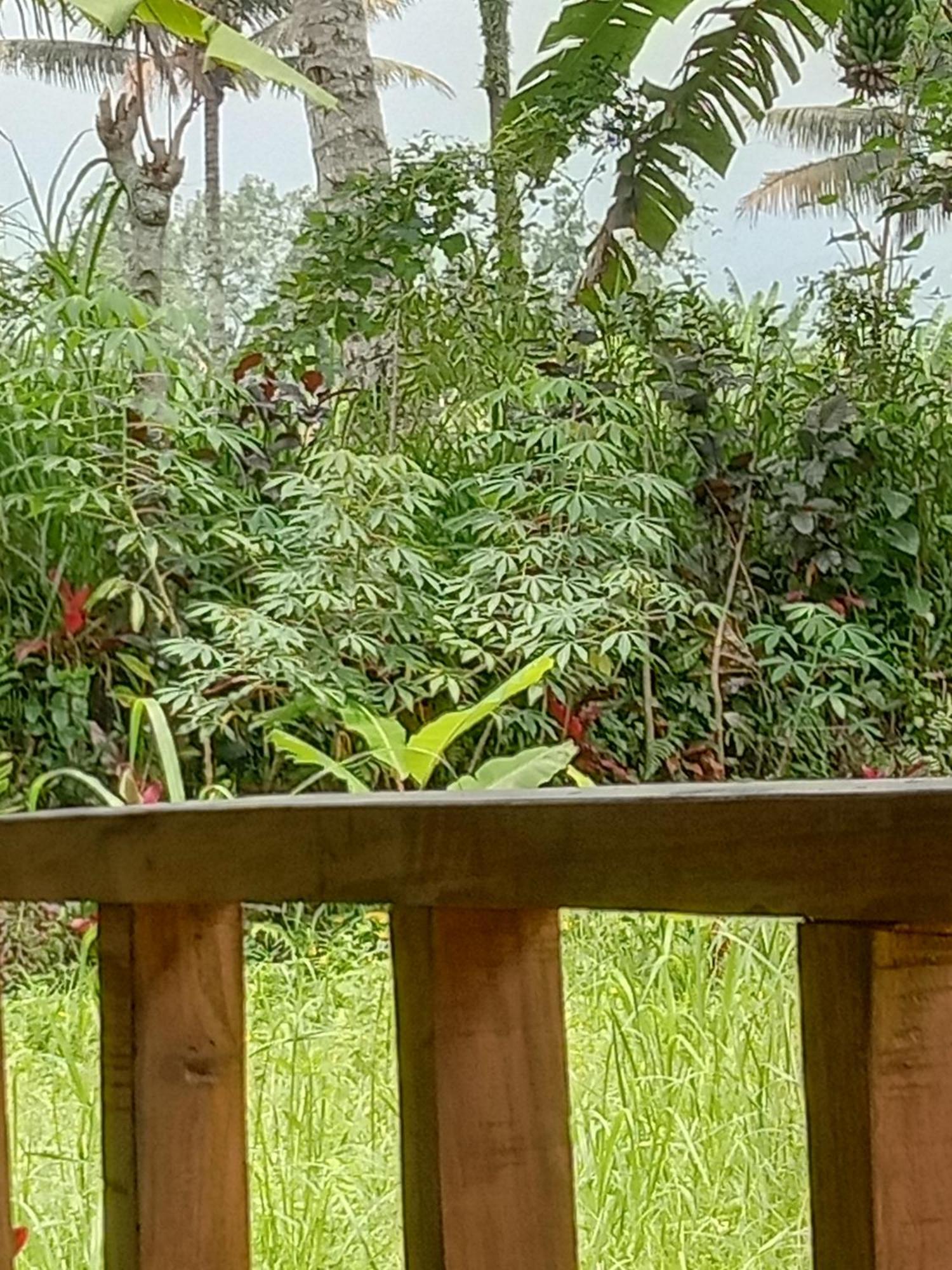 Banana Bungalows Tetebatu Rom bilde