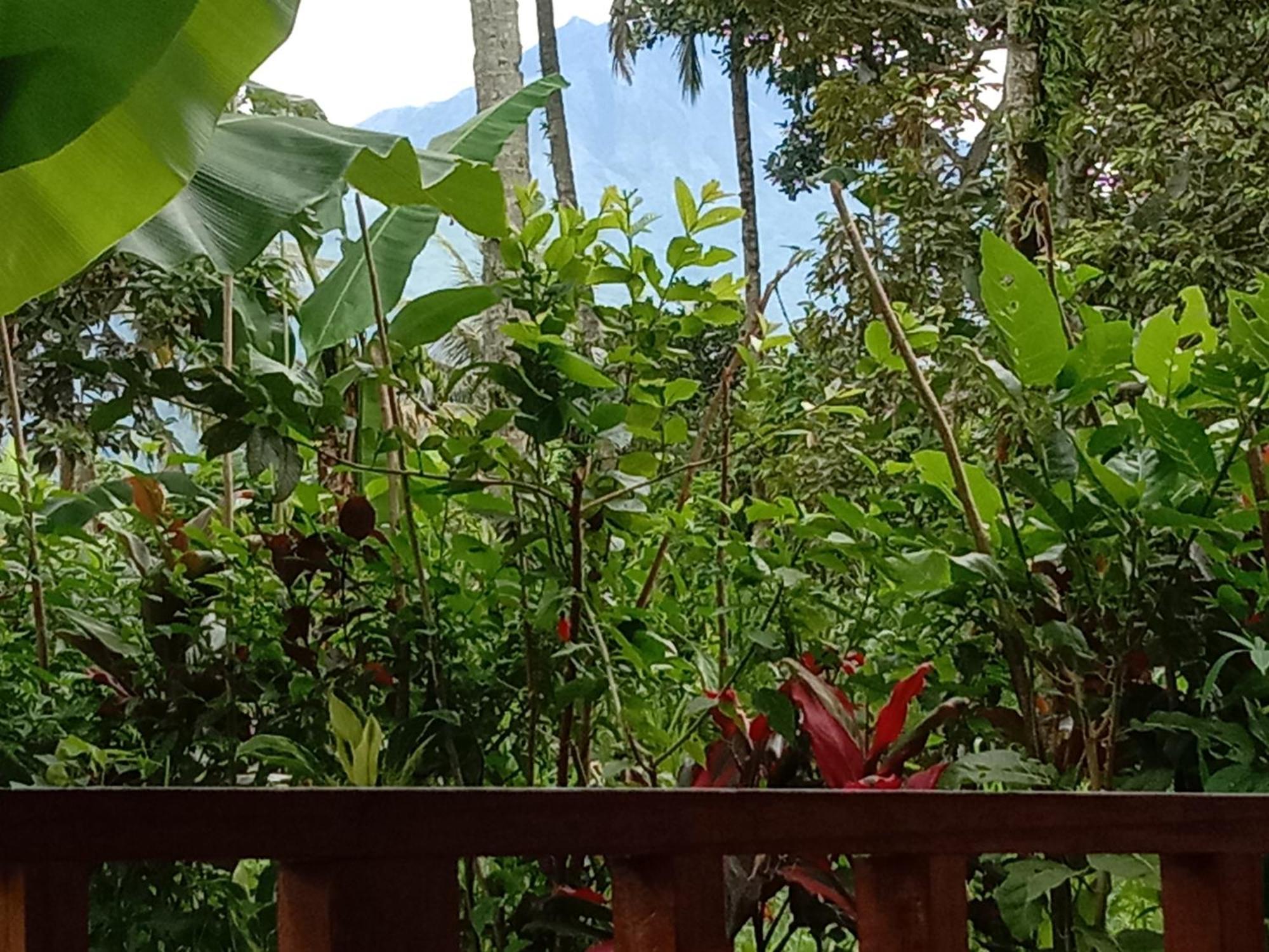 Banana Bungalows Tetebatu Rom bilde